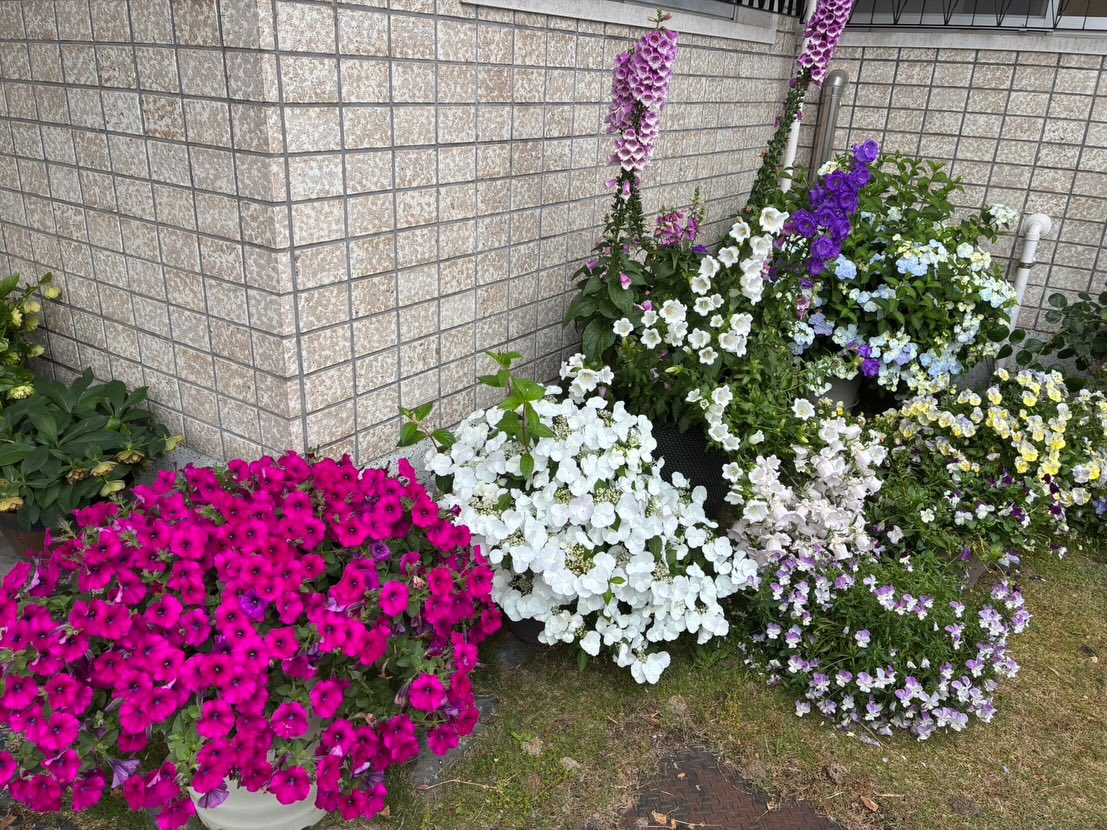 綺麗なお花水やり