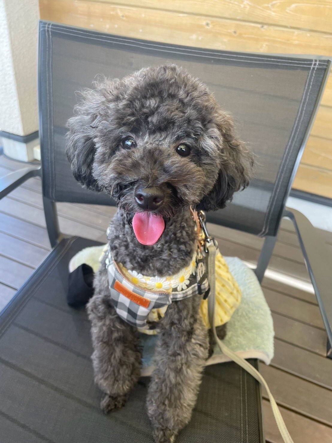 愛犬のチョコちゃんです
