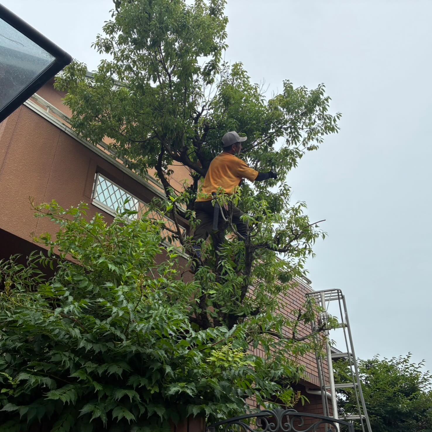 本日は庭木のBERBARSHOP