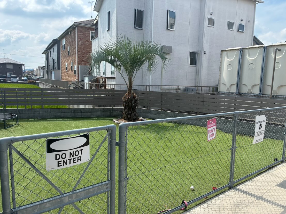 ココスヤシ　剪定