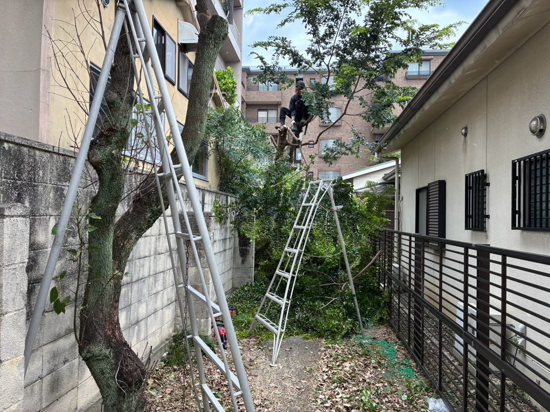 今日も外構班と剪定班に分かれて作業