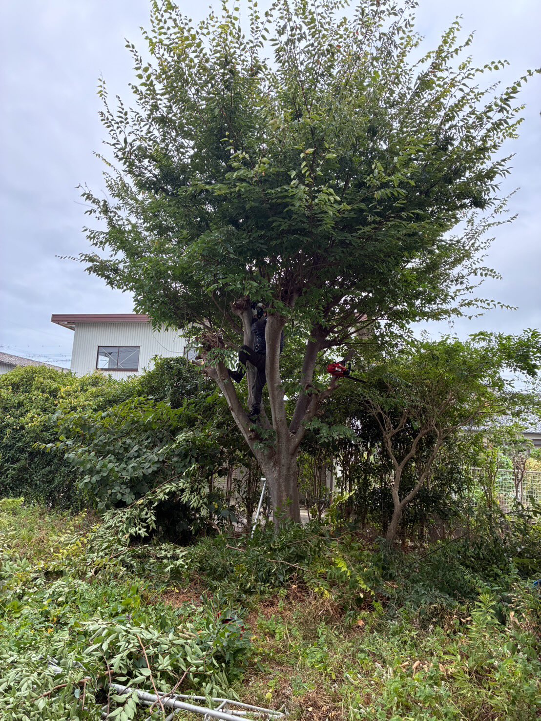 ケヤキ　伐採植木屋さん