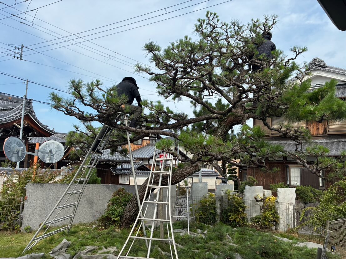 本日は松の剪定の一日植木屋さん