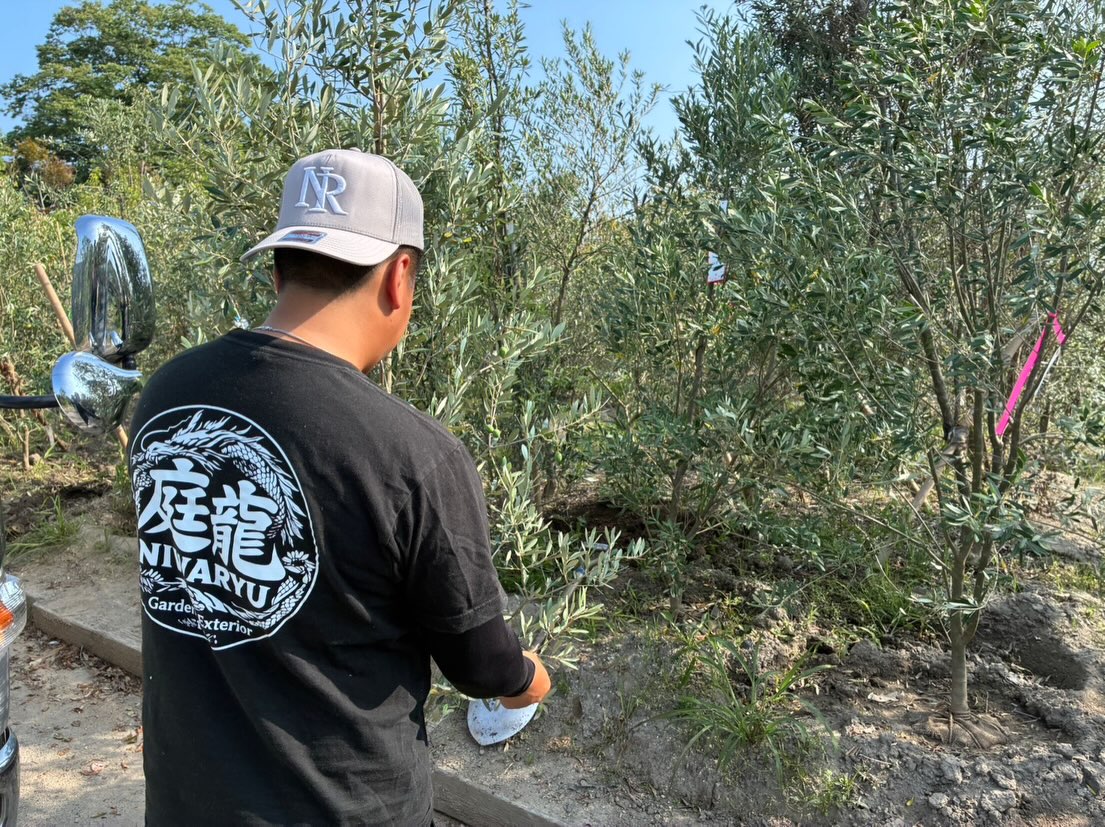 オリーブ植栽剪定人工芝