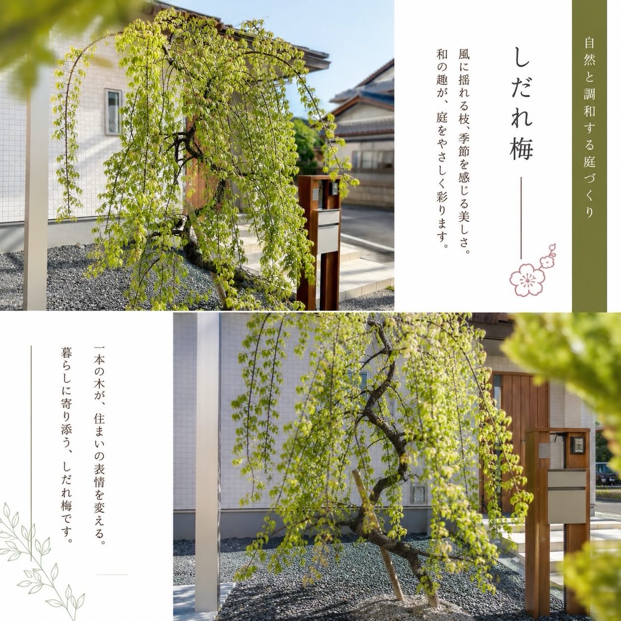 玄関先に、一本のしだれ梅